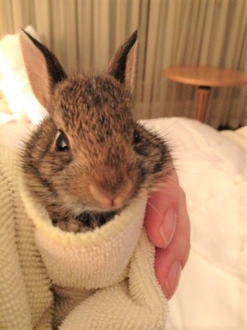 Real-life Bunny Hullabaloo, the author’s inspiration for this book.